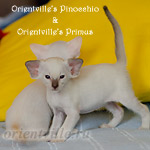 Праймус, 1 мес