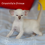 Праймус, 1 мес