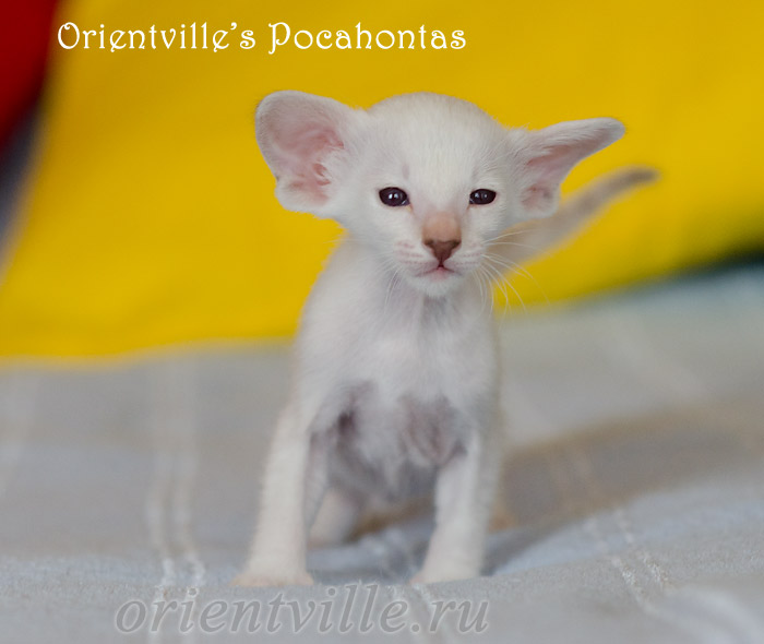 Покахонтас, 1 мес