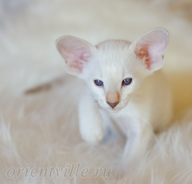 Покахонтас, 1.5 мес