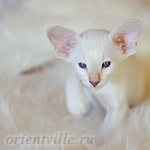 Покахонтас, 1.5 мес