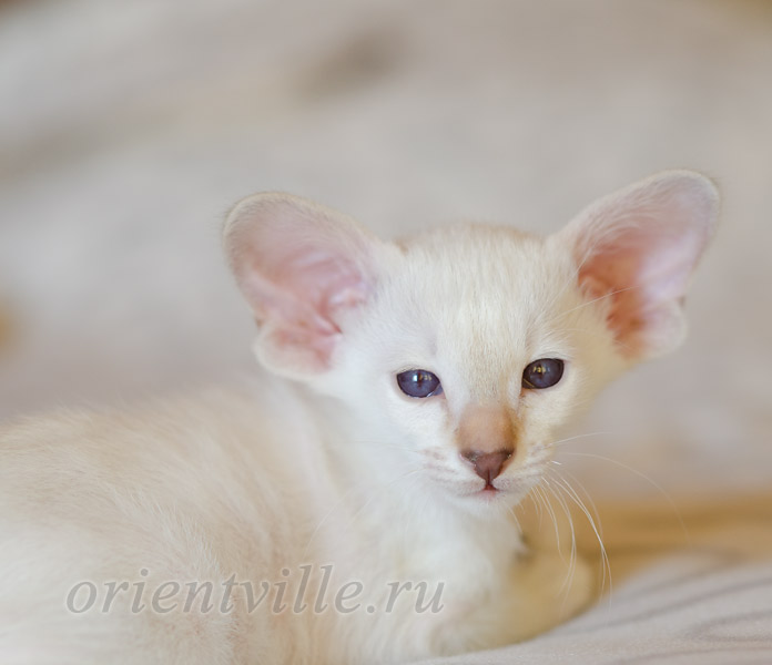 Покахонтас, 1.5 мес