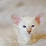 Сиамский котенок