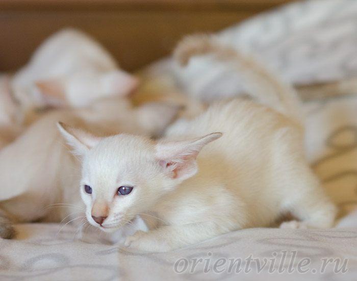 Покахонтас, 1.5 мес