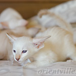 Покахонтас, 1.5 мес