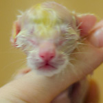 Сиамский котенок