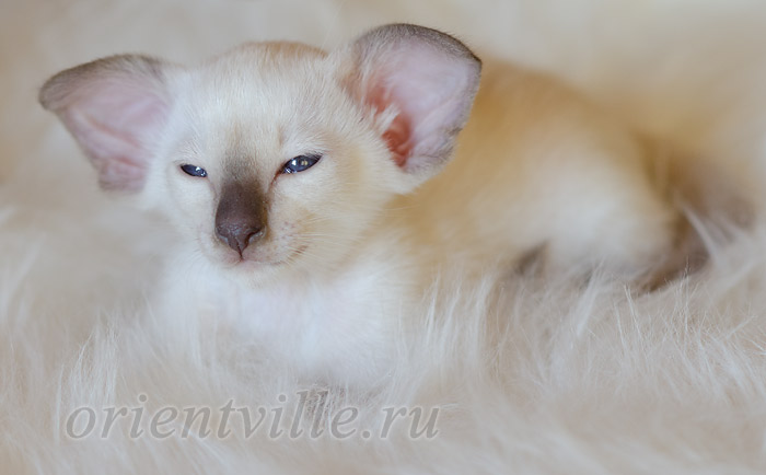 Праймус, 1.5 мес