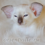 Сиамский котенок