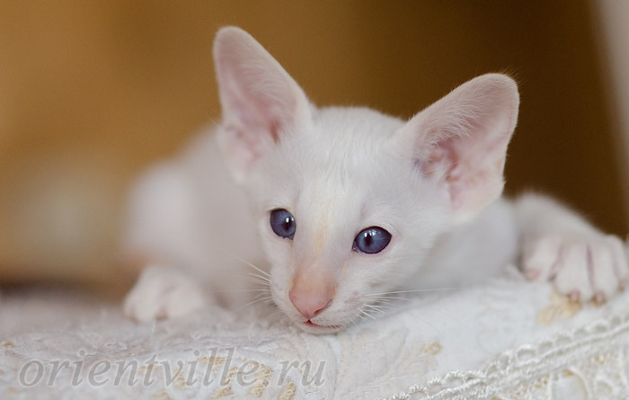 Пиноккио, 1.5 мес