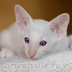 Пиноккио, 1.5 мес