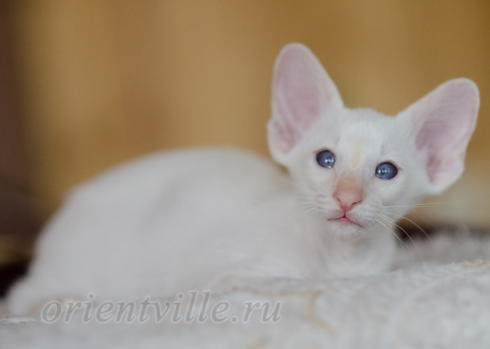 Пиноккио, 1.5 мес