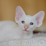 Сиамский котенок