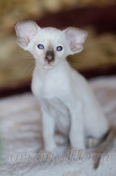 Пасспарту, 1.5 мес