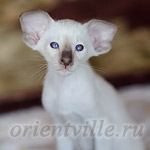 Пасспарту, 1.5 мес