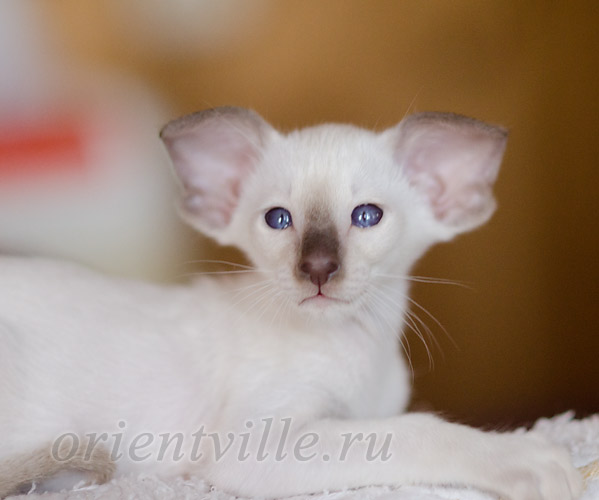 Пасспарту, 1.5 мес