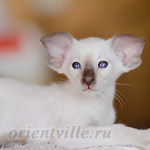 Сиамский котенок