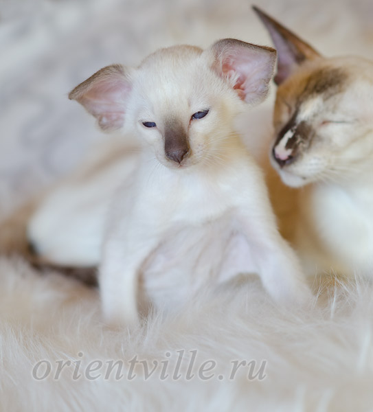 Праймус, 1.5 мес