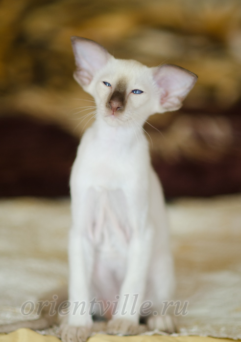 Пасспарту, 2.5 мес