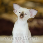 Пасспарту, 2.5 мес