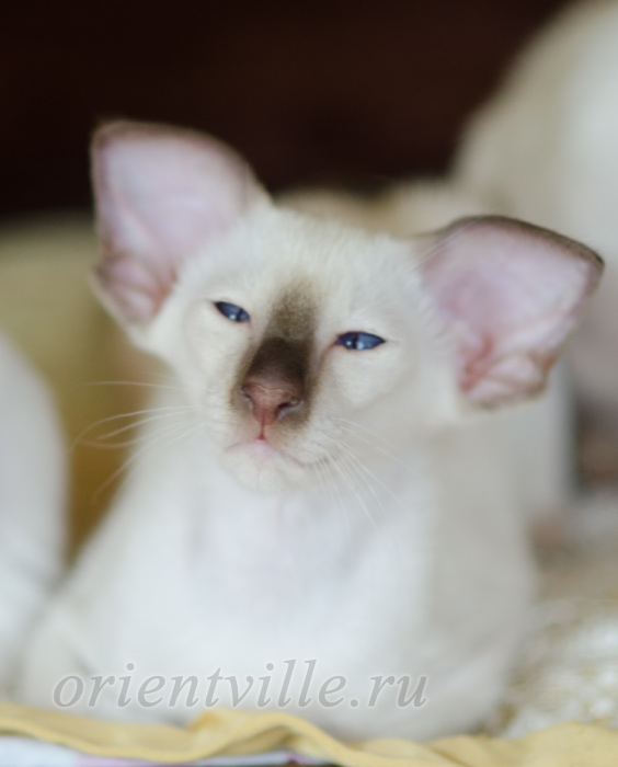 Пасспарту, 2.5 мес