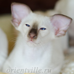 Пасспарту, 2.5 мес