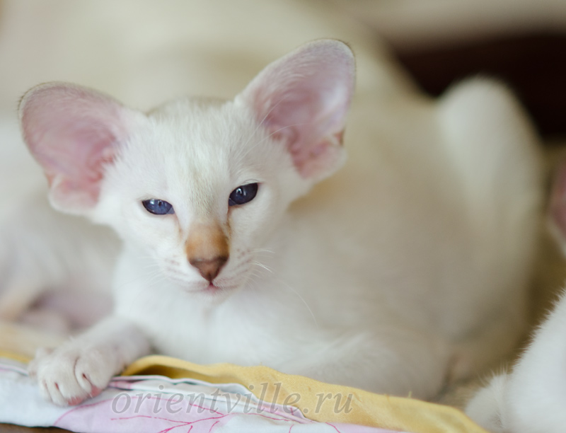 Покахонтас, 2.5 мес