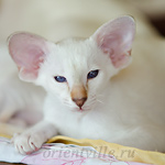 Покахонтас, 2.5 мес