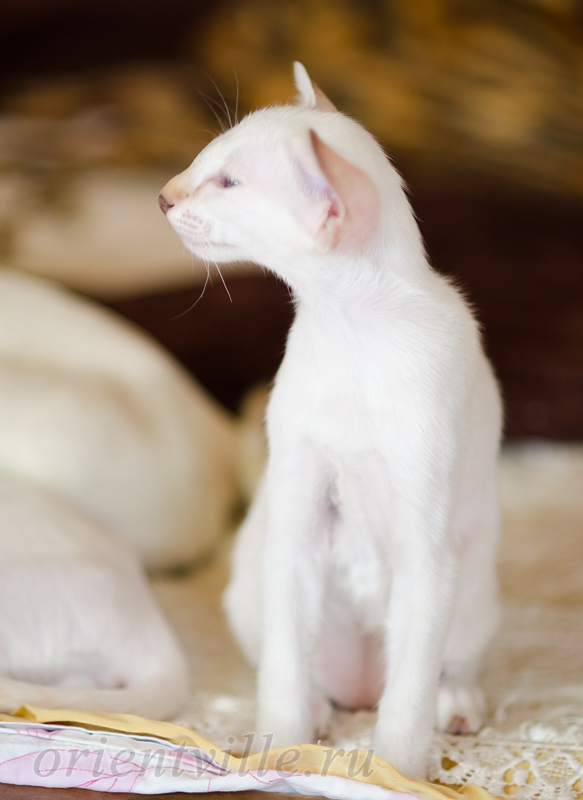 Покахонтас, 2.5 мес