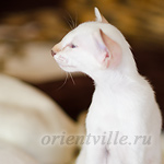 Покахонтас, 2.5 мес