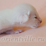 Пасспарту, 5 дней