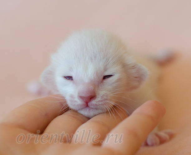 Пасспарту, 5 дней