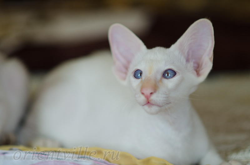 Пиноккио, 2.5 мес