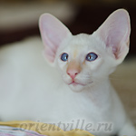 Пиноккио, 2.5 мес