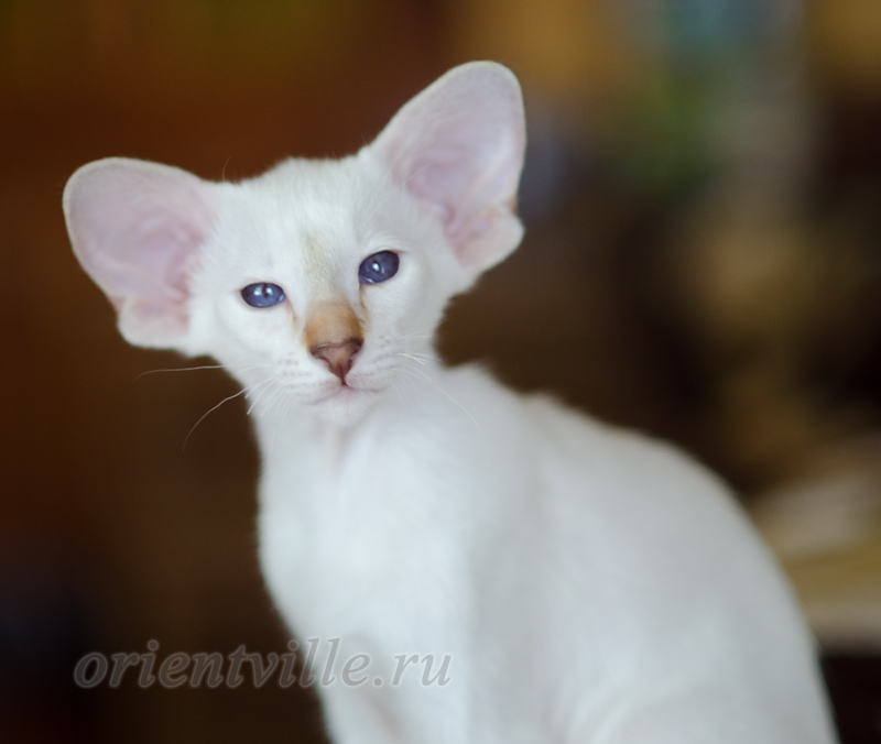 Покахонтас, 2.5 мес