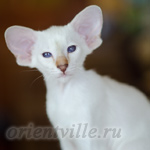 Покахонтас, 2.5 мес