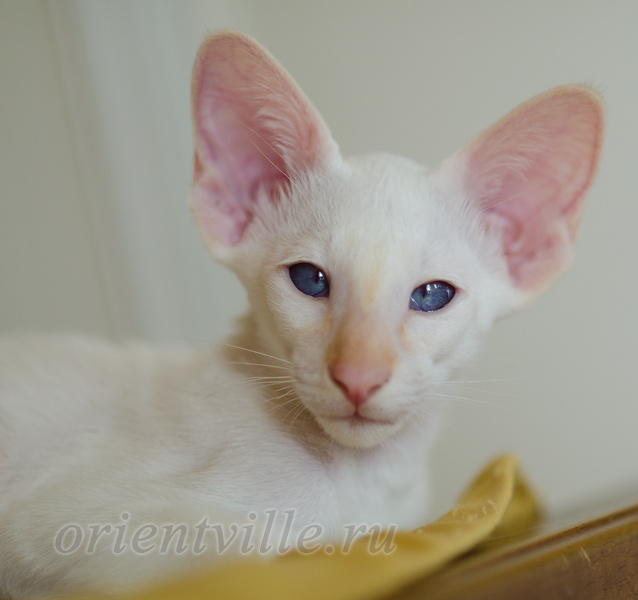 Пиноккио, 2.5 мес