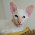 Пиноккио, 2.5 мес