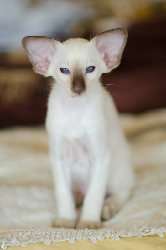 Праймус, 2.5 мес