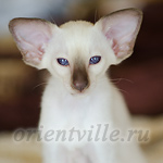 Праймус, 2.5 мес