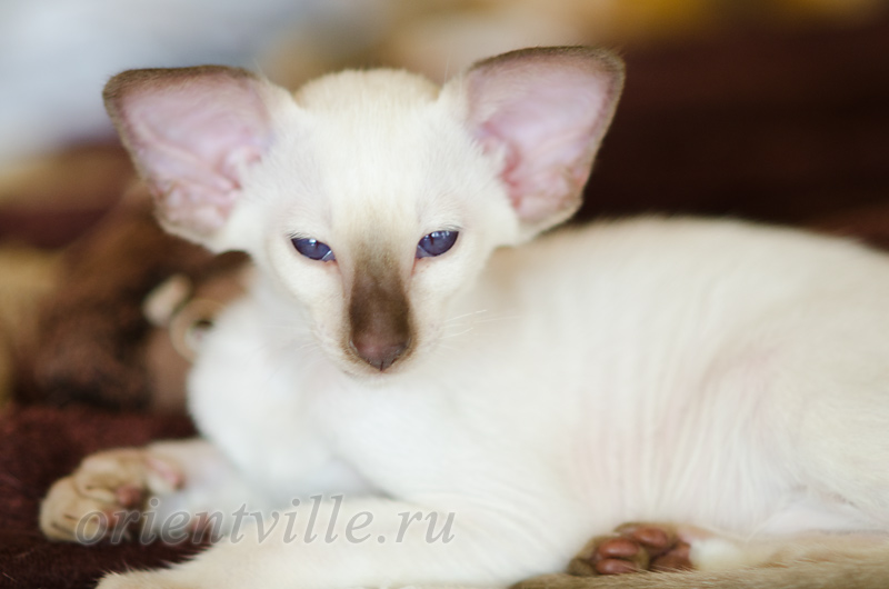 Праймус, 2.5 мес