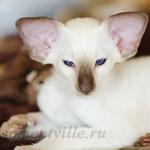 Праймус, 2.5 мес