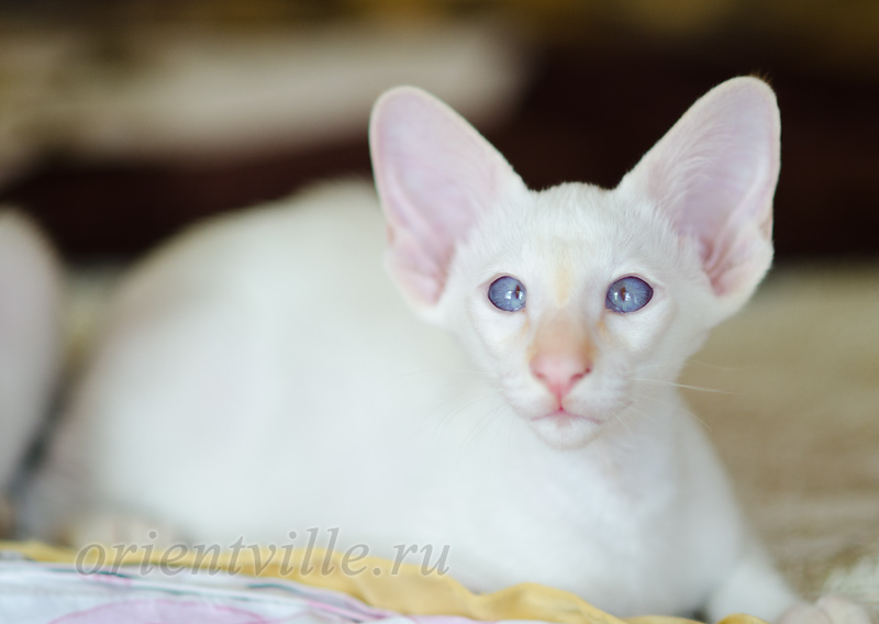 Пиноккио, 2.5 мес