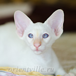 Пиноккио, 2.5 мес