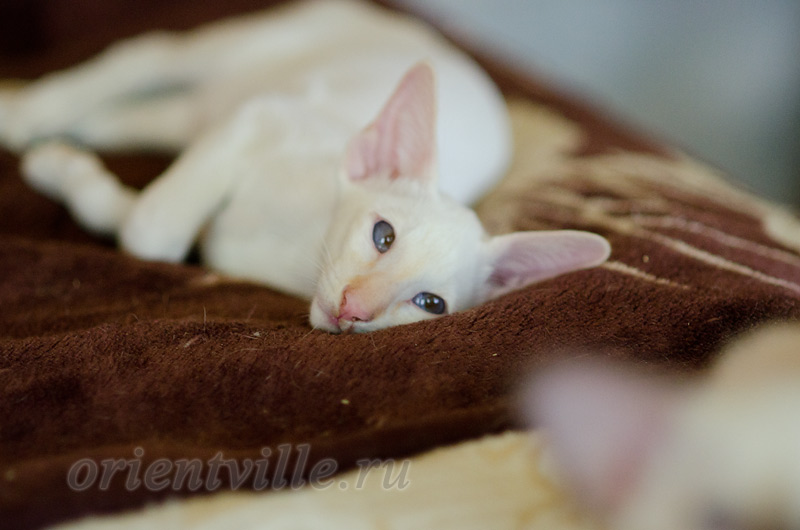 Пиноккио, 3 мес