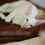 Пиноккио, 3 мес