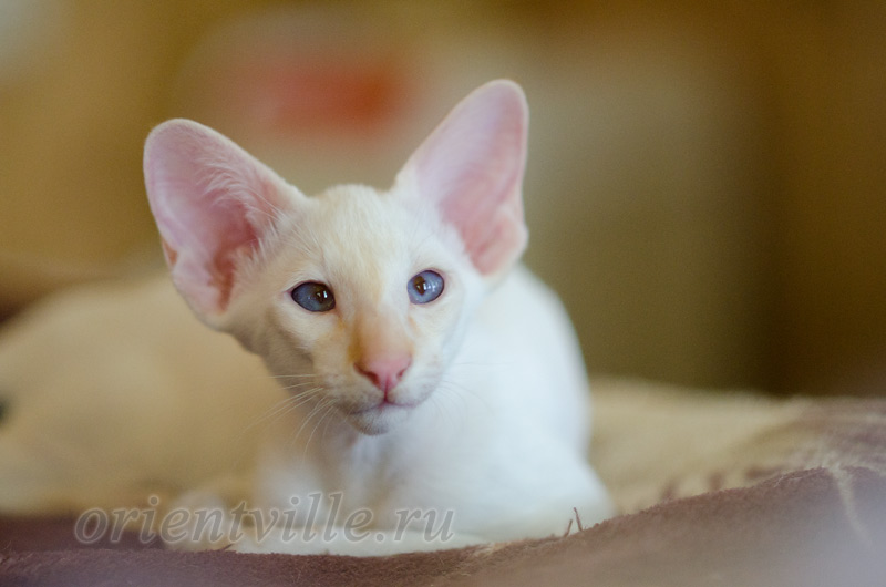 Пиноккио, 3 мес