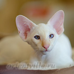 Пиноккио, 3 мес