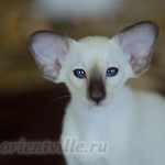 Праймус, 2.5 мес