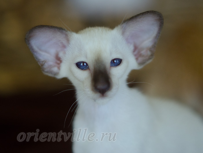 Праймус, 3 мес