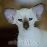 Праймус, 3 мес